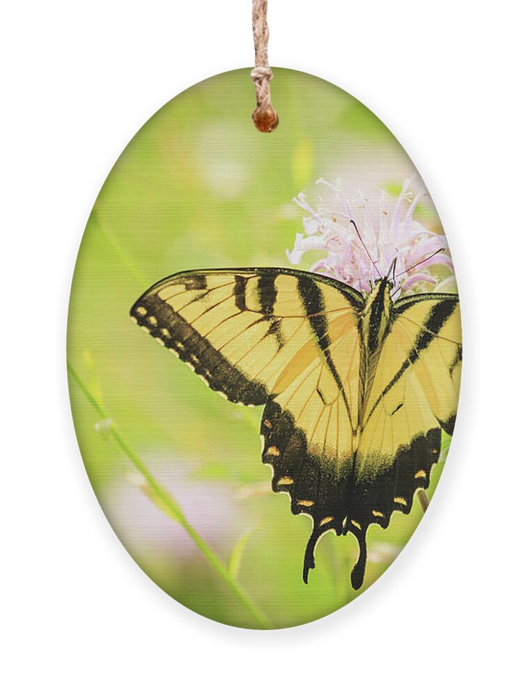 Forest Preserve Ornament featuring the photograph Series of Yellow Swallowtail #6 of 6 by Joni Eskridge
