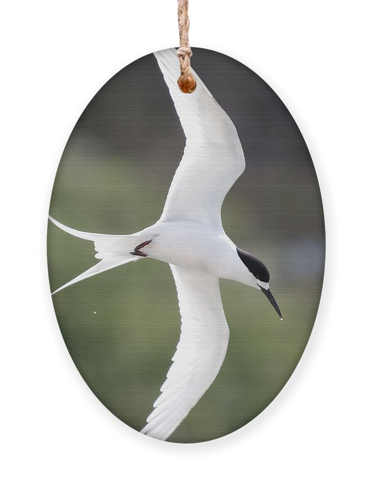 Darin Volpe Animals Ornament featuring the photograph Sharp Left Tern -- White-Fronted Tern in Port Chalmers, New Zealand by Darin Volpe