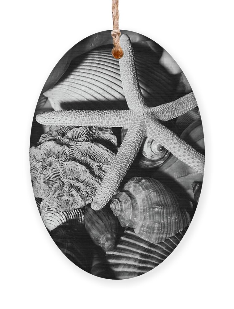 Sea Stars Ornament featuring the photograph Shells and Starfish in Black and White by Angie Tirado