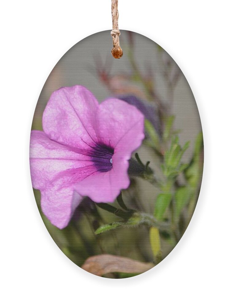Flower Ornament featuring the photograph Silky by Dani McEvoy