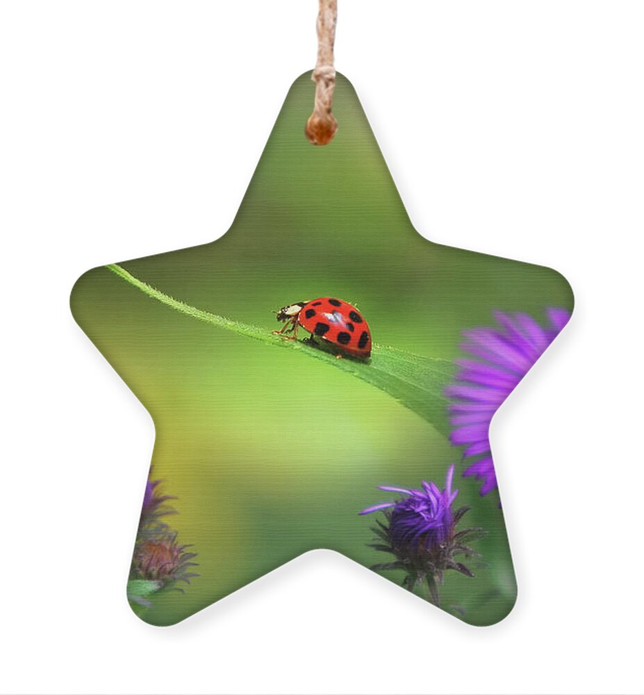 Ladybug Ornament featuring the photograph Single In Search by Christina Rollo