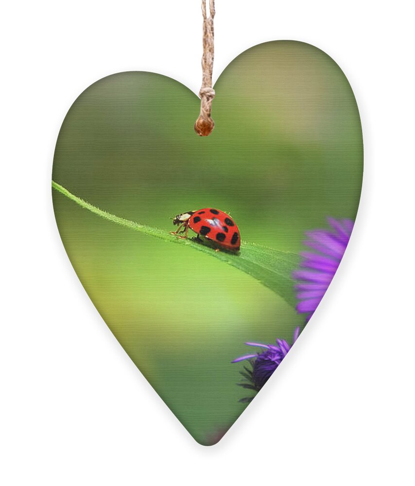Ladybug Ornament featuring the photograph Single In Search by Christina Rollo