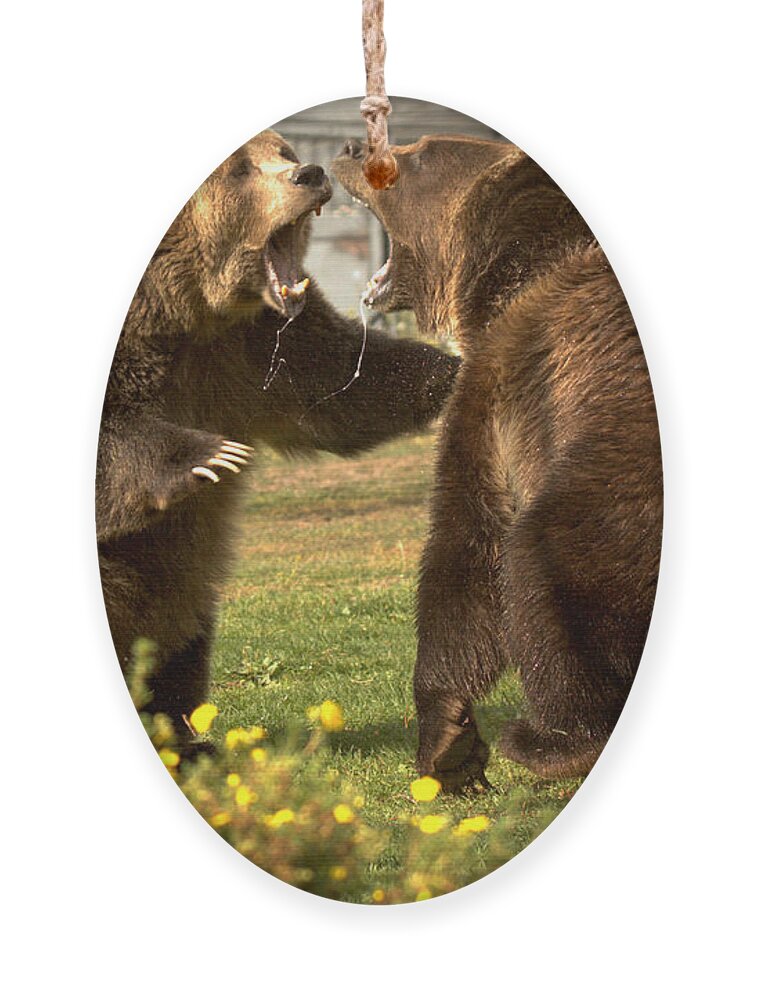 Grizzly Bears Ornament featuring the photograph Slobbering Warriors Close Up by Adam Jewell