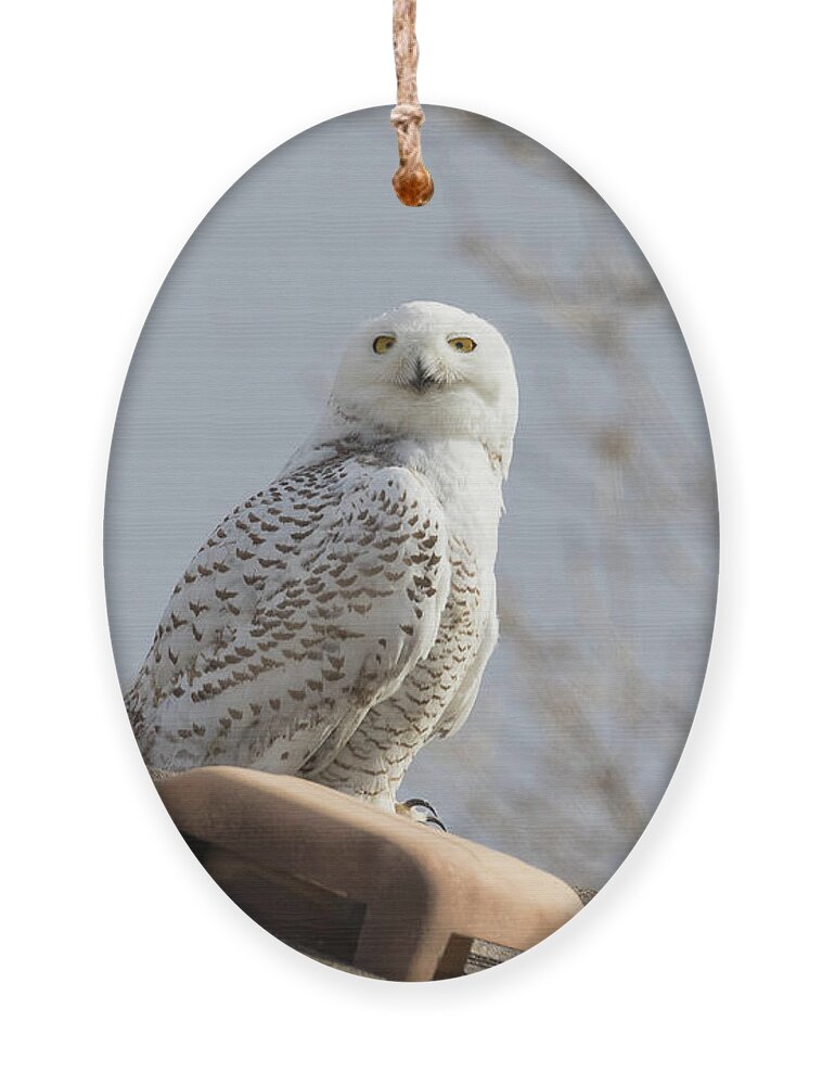 Owl Ornament featuring the photograph Snowy Owl Keeps An Eye On the Sky by Tony Hake