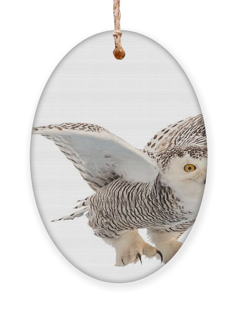 Snowy Ornament featuring the photograph Snowy Owl t-shirt mug graphic by Everet Regal