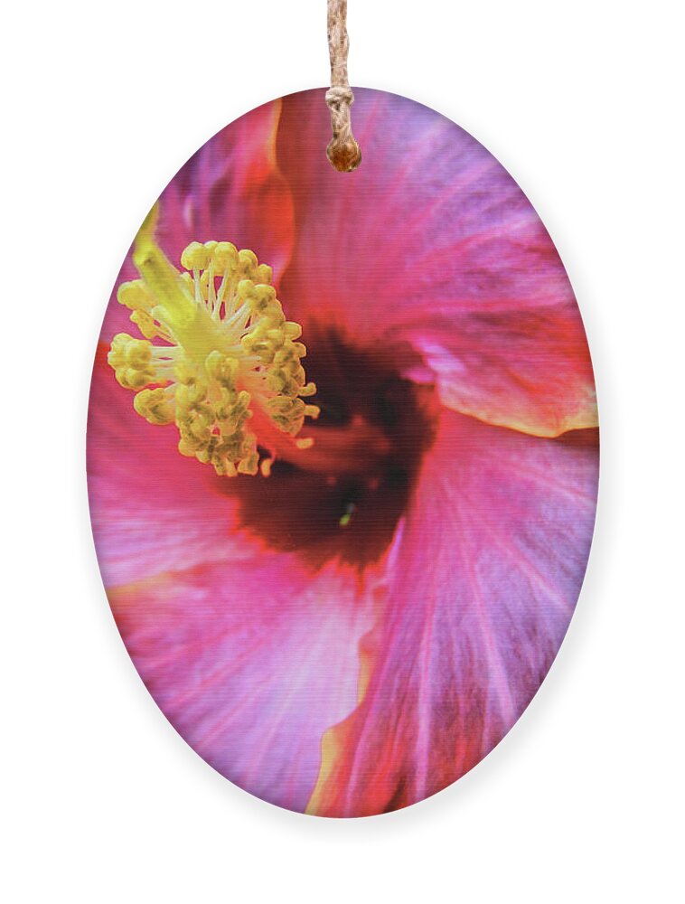 Hibiscus Ornament featuring the photograph SoCal Hibiscus by Becqi Sherman