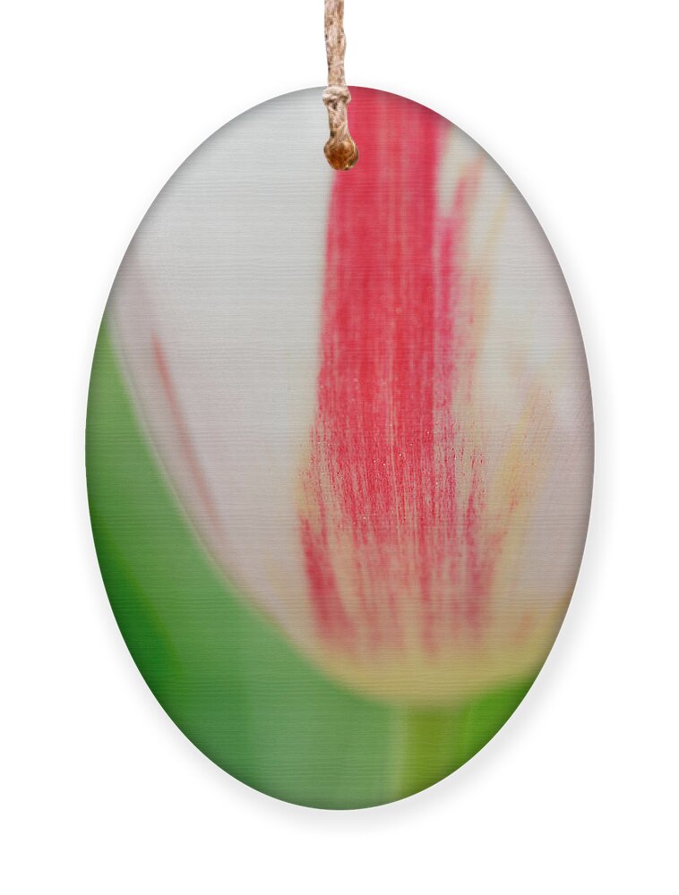 Tulip Ornament featuring the photograph Soft and tender Tulip closeup red white green by Matthias Hauser