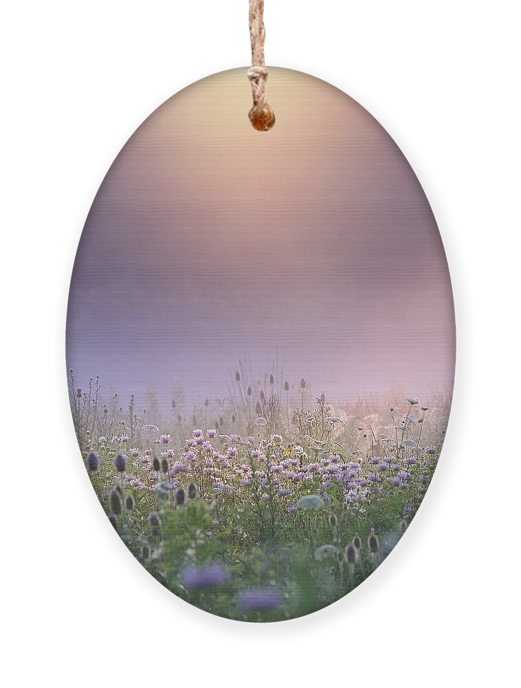 Wildflowers Ornament featuring the photograph Soft Light by Rob Blair