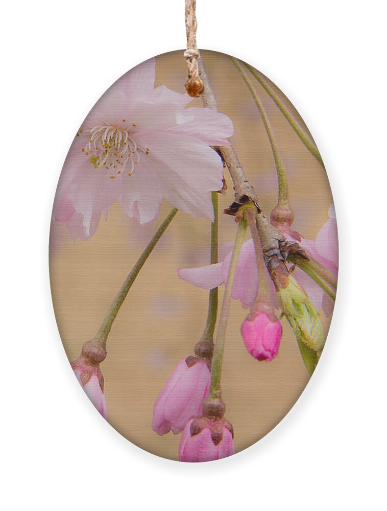Duke University Ornament featuring the photograph Soft Spring Blossoms by Joni Eskridge