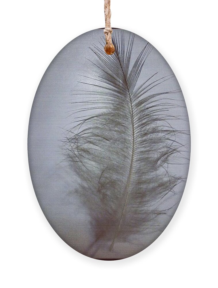 Feather Ornament featuring the photograph Softly As You Go by Denise Railey