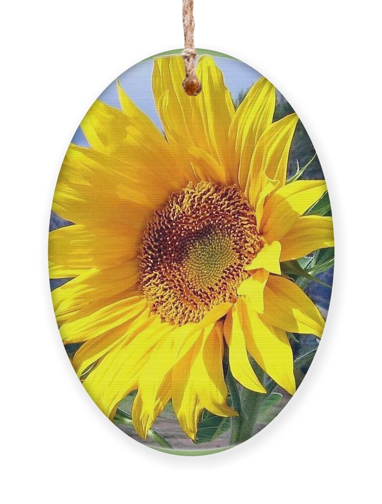 Sunflower Ornament featuring the photograph Solid Sunshine by Will Borden