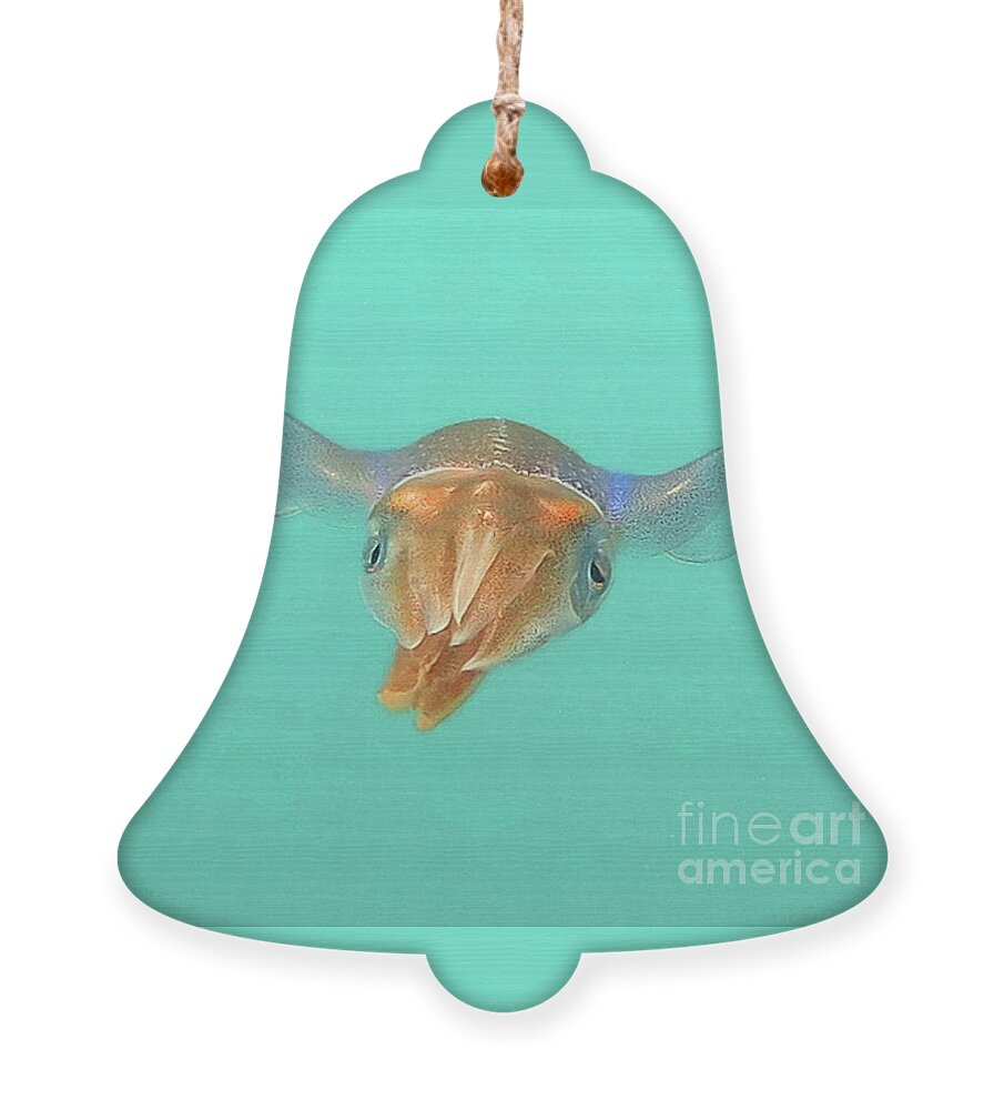 Underwater Ornament featuring the photograph Solitary Squid by Daryl Duda