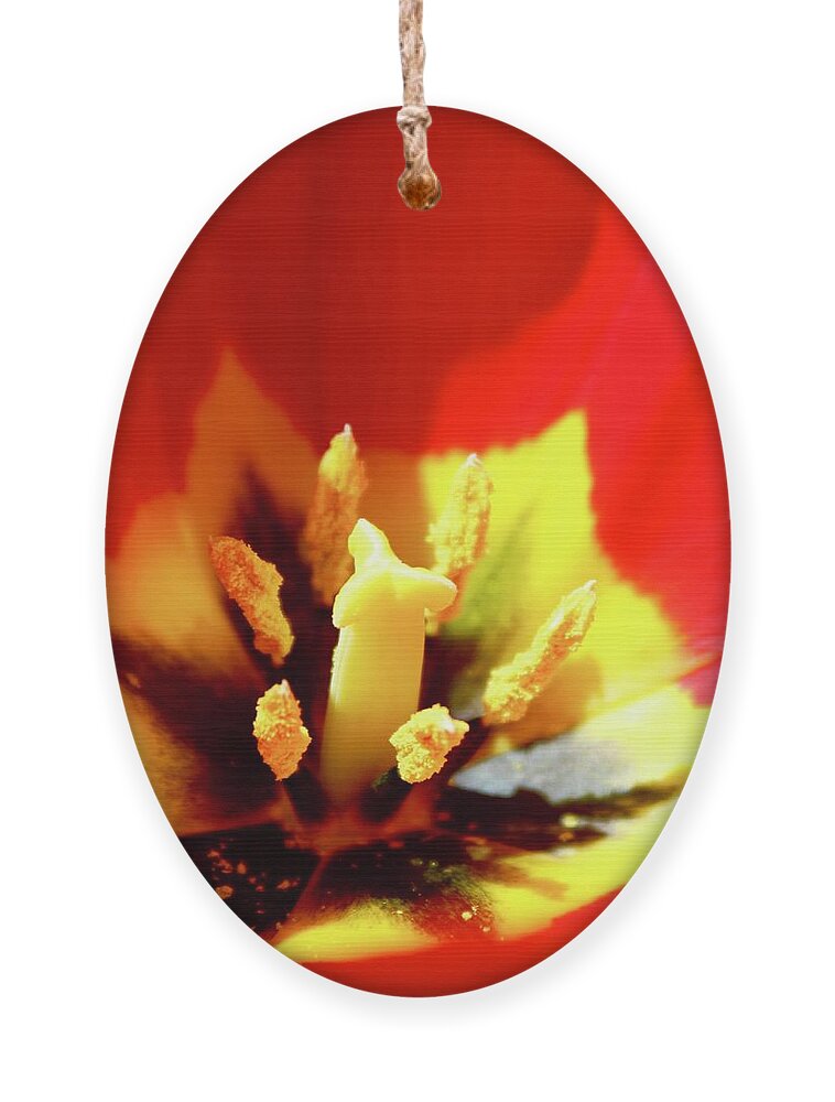 Photography Ornament featuring the photograph Species Tulip POW by M E