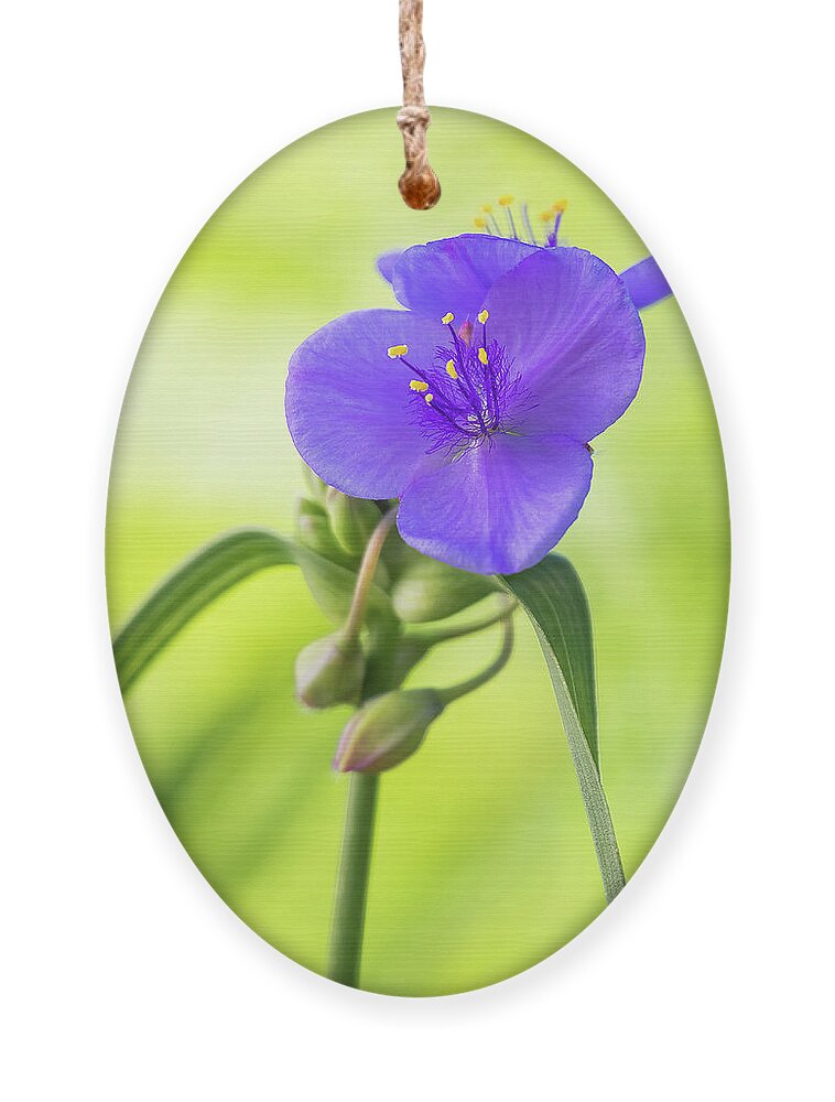Indiana Ornament featuring the photograph Spiderwort Wildflower by Ron Pate
