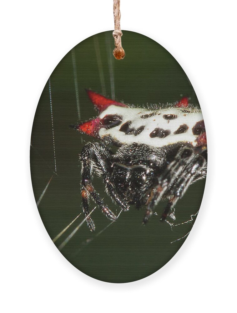 Spiny Orb Weaver Ornament featuring the photograph Spiny Orb Weaver by Paul Rebmann
