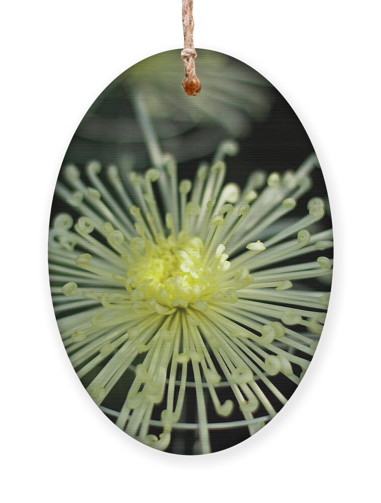 Spider Chrysanthemum Ornament featuring the photograph Spiral Chryanth by Cate Franklyn