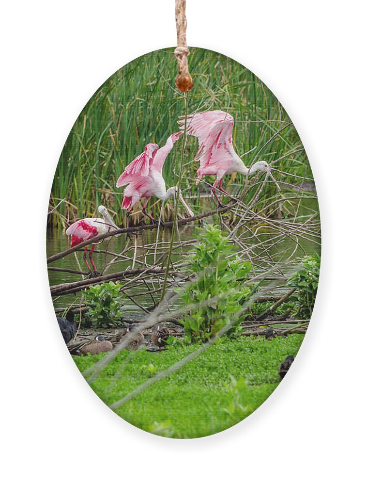 Spoonbill Ornament featuring the photograph Spoonbills Playing Follow the Leader by Debra Martz