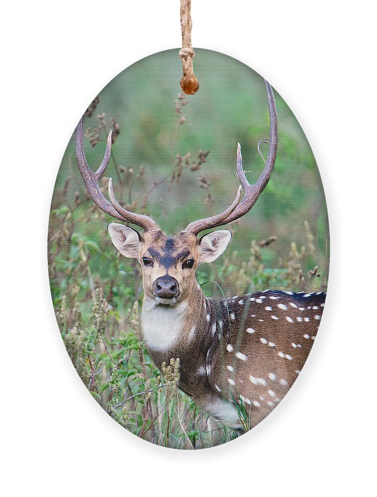 Photography Ornament featuring the photograph Spotted Deer Axis Axis, Kanha National by Panoramic Images