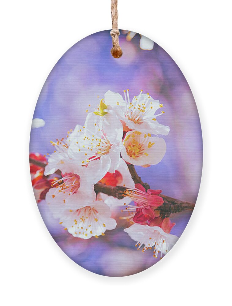 Cherry Blossom Ornament featuring the photograph Spring Arrives by Becqi Sherman