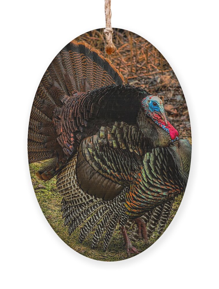Wild Turkey Ornament featuring the photograph Spring Gobbler by Dale Kauzlaric