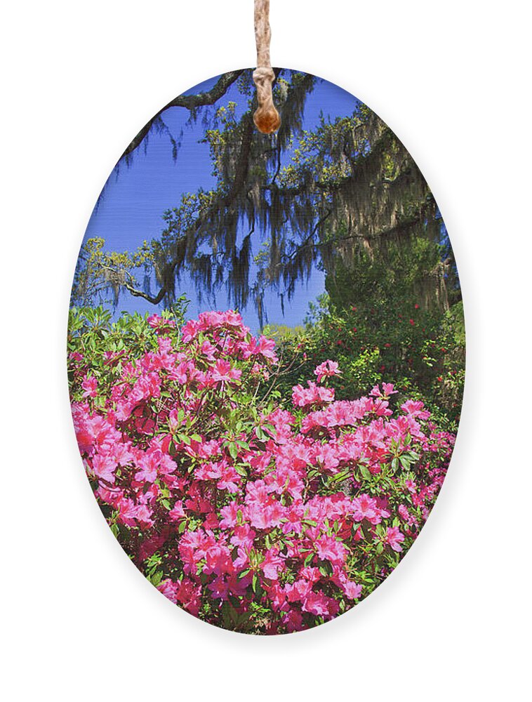 Pink Ornament featuring the photograph Spring in the South by Jill Lang