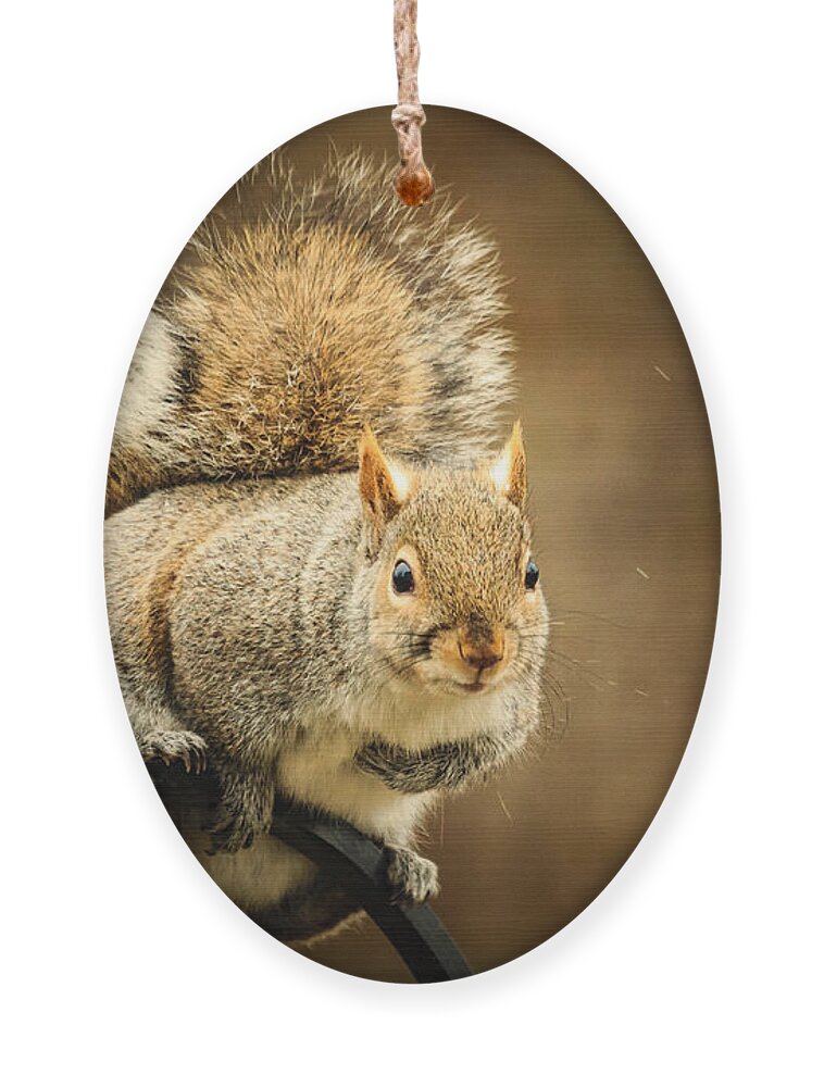 Backyard Ornament featuring the photograph Squirrel Perch by Joni Eskridge