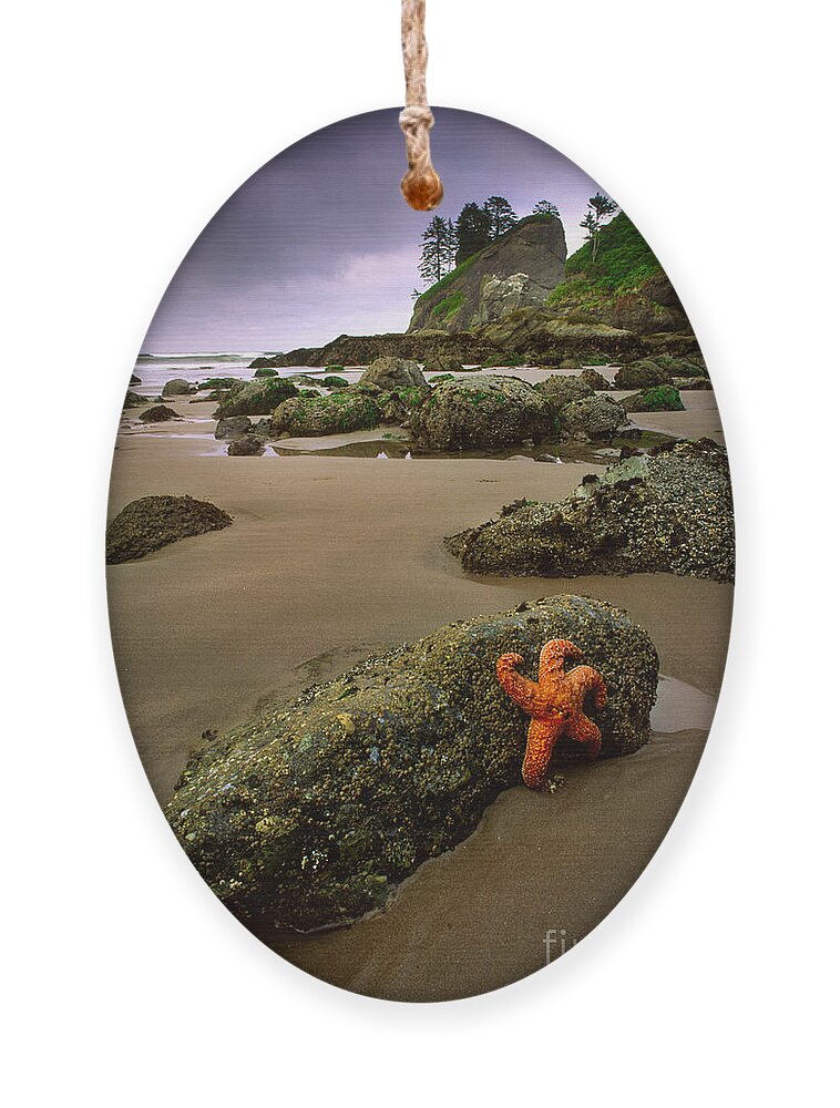 America Ornament featuring the photograph Starfish on the Rocks by Inge Johnsson