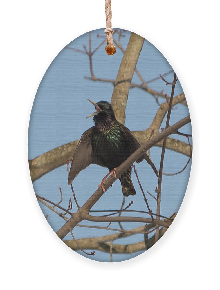 Starling Ornament featuring the photograph Starling Yelling by Holden The Moment