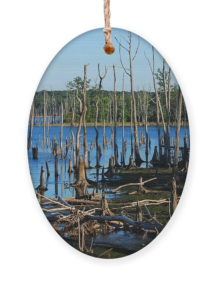 New Jersey Ornament featuring the photograph Still Wood - Manasquan Reservoir by Angie Tirado