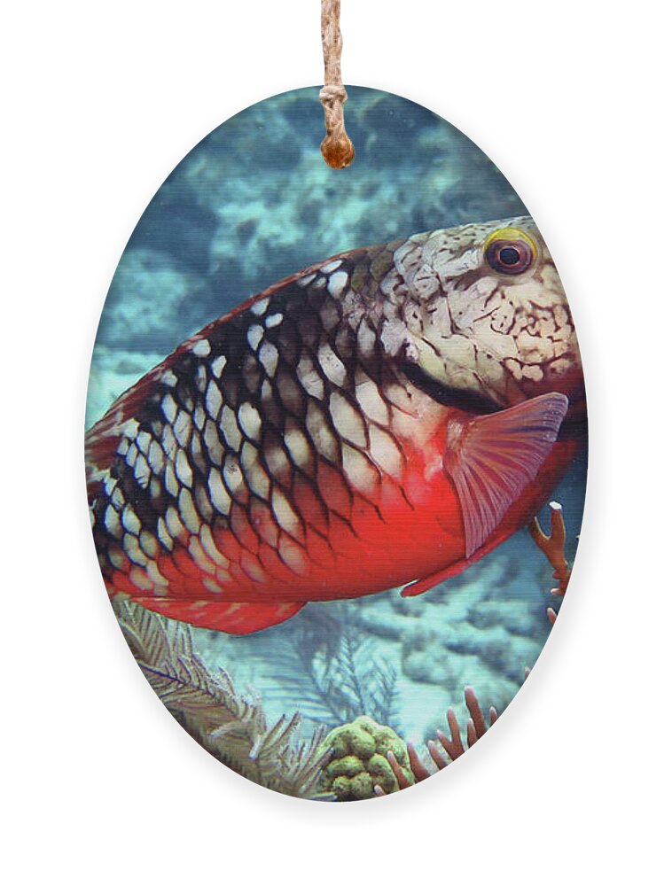 Underwater Ornament featuring the photograph Stoplight Parrotfish Initial Phase by Daryl Duda