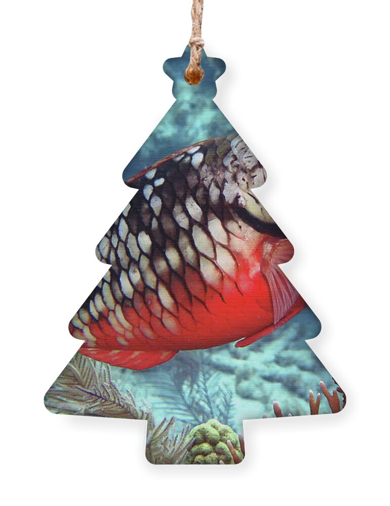 Underwater Ornament featuring the photograph Stoplight Parrotfish Initial Phase by Daryl Duda