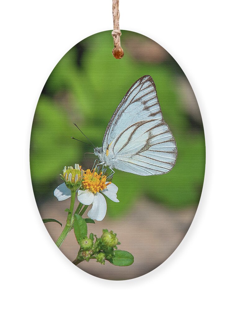 Nature Ornament featuring the photograph Striped Albatross Butterfly DTHN0208 by Gerry Gantt