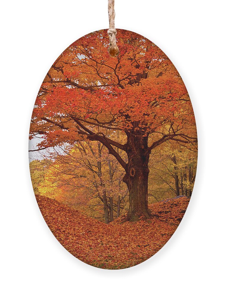 Peabody Massachusetts Ornament featuring the photograph Sturdy Maple in Autumn Orange by Jeff Folger
