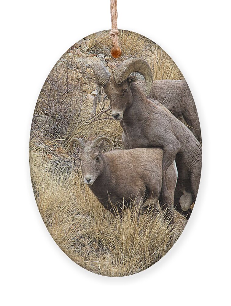 Bighorn Sheep; Mating Bighorns Ornament featuring the photograph Committed to the Cause by Jim Garrison