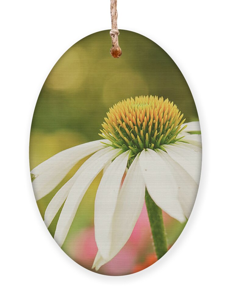 Coneflower White Swan Ornament featuring the photograph Summer Sunshine by Anita Pollak