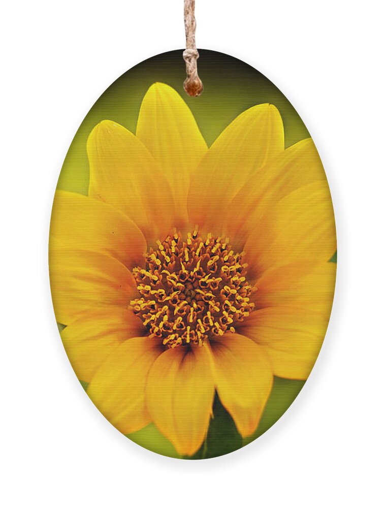 Sunflower Print Ornament featuring the photograph Sunflower Baby Print by Gwen Gibson