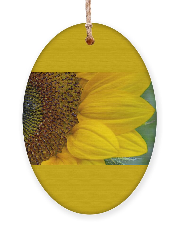 Flower Ornament featuring the photograph Sunflower Closeup by Allen Nice-Webb