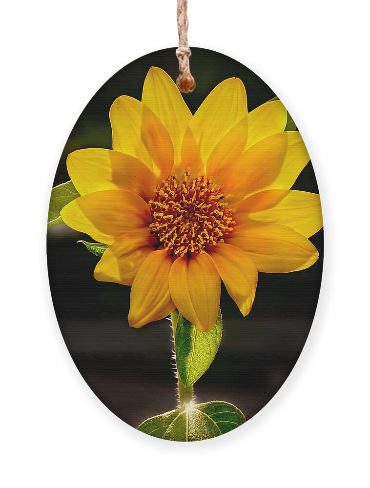 Sunflower Photo Ornament featuring the photograph Sunflower Sunbeam Print by Gwen Gibson