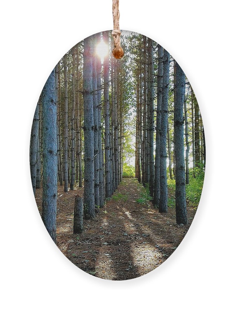 Sunlight Ornament featuring the photograph Sunlight Through the Forest Trees by Vic Ritchey