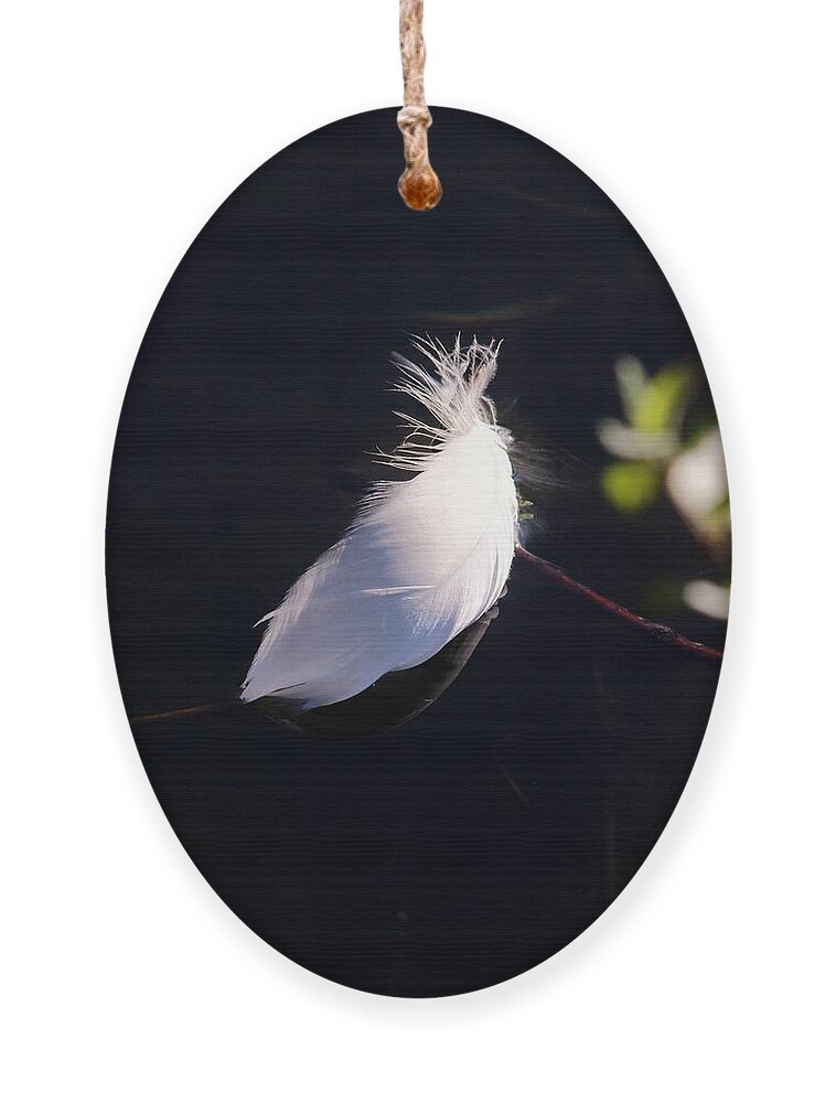 Karen Silvestri Ornament featuring the photograph Sunlit Feather by Karen Silvestri