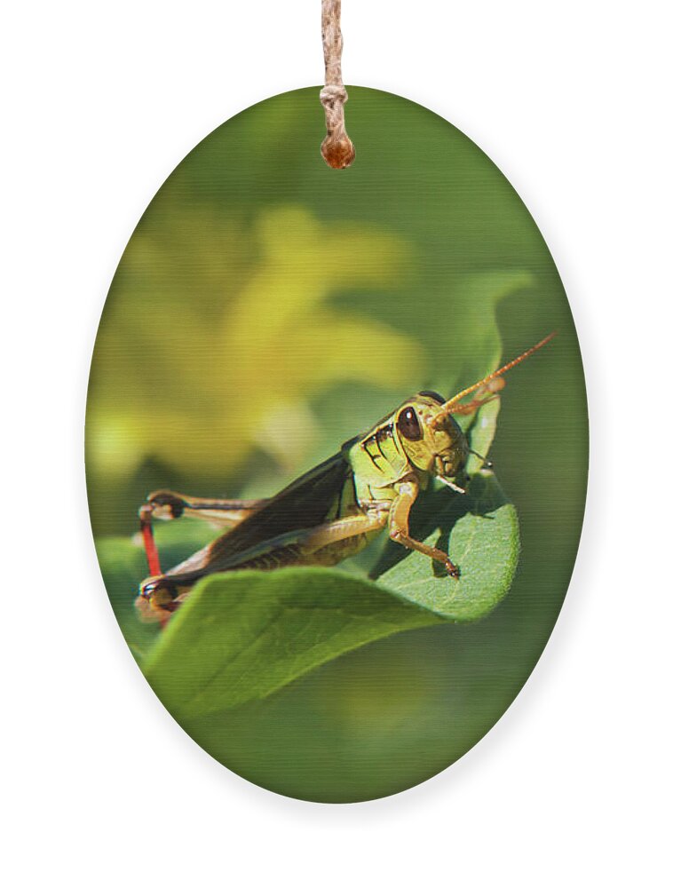Grasshopper Ornament featuring the photograph Green Grasshopper by Christina Rollo