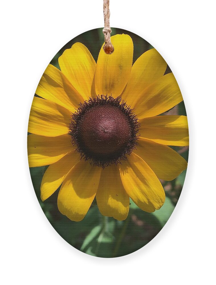 Sunflower Ornament featuring the photograph Sunny by Pamela Henry
