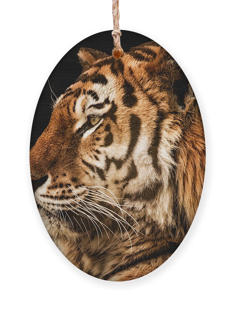 Tiger Ornament featuring the photograph Sunset Tiger by Chris Boulton