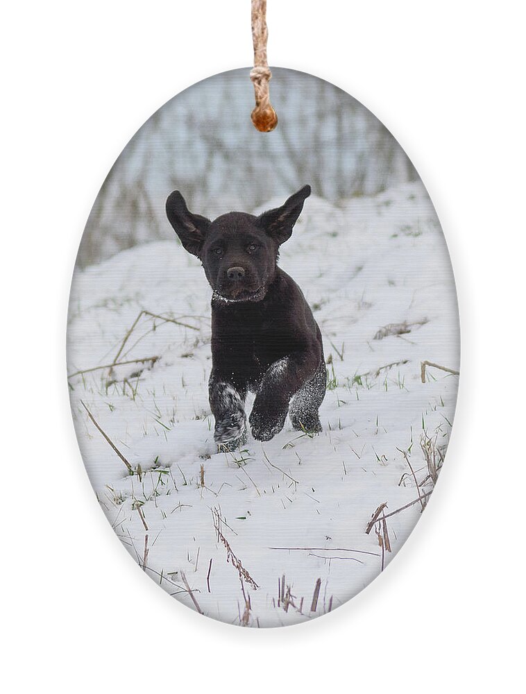 Pup Ornament featuring the photograph Super Pup by Holden The Moment