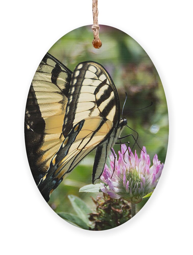 Butterfly Ornament featuring the photograph Swallowtail Butterfly by Holden The Moment