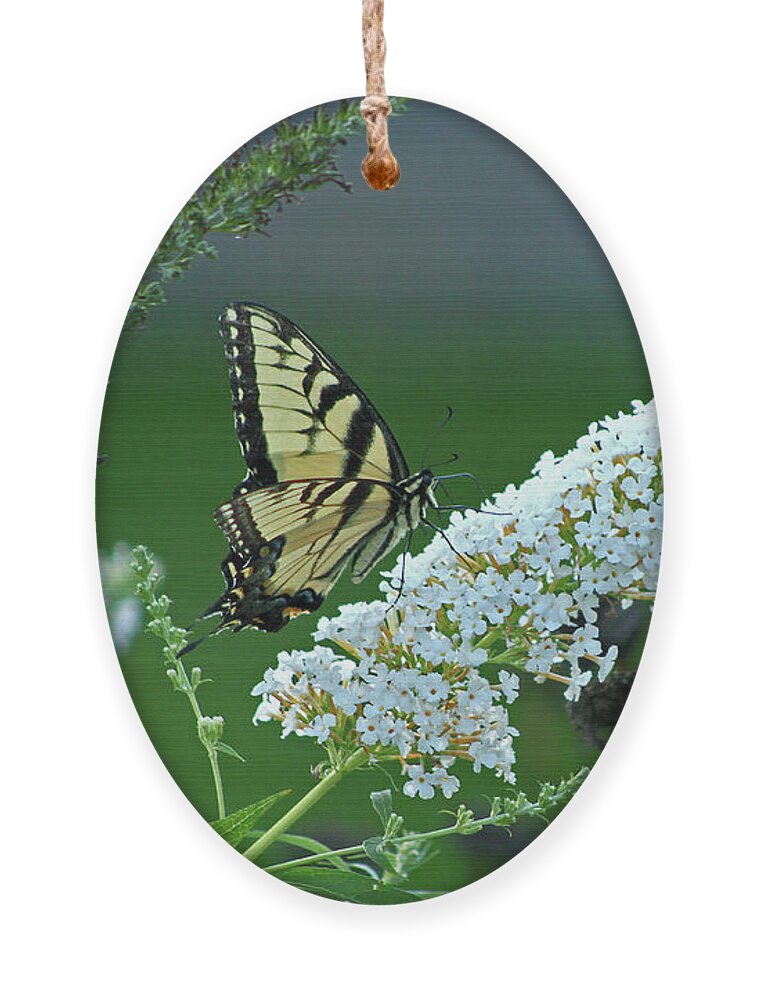 Butterfly Ornament featuring the photograph Swallowtail by Ira Marcus