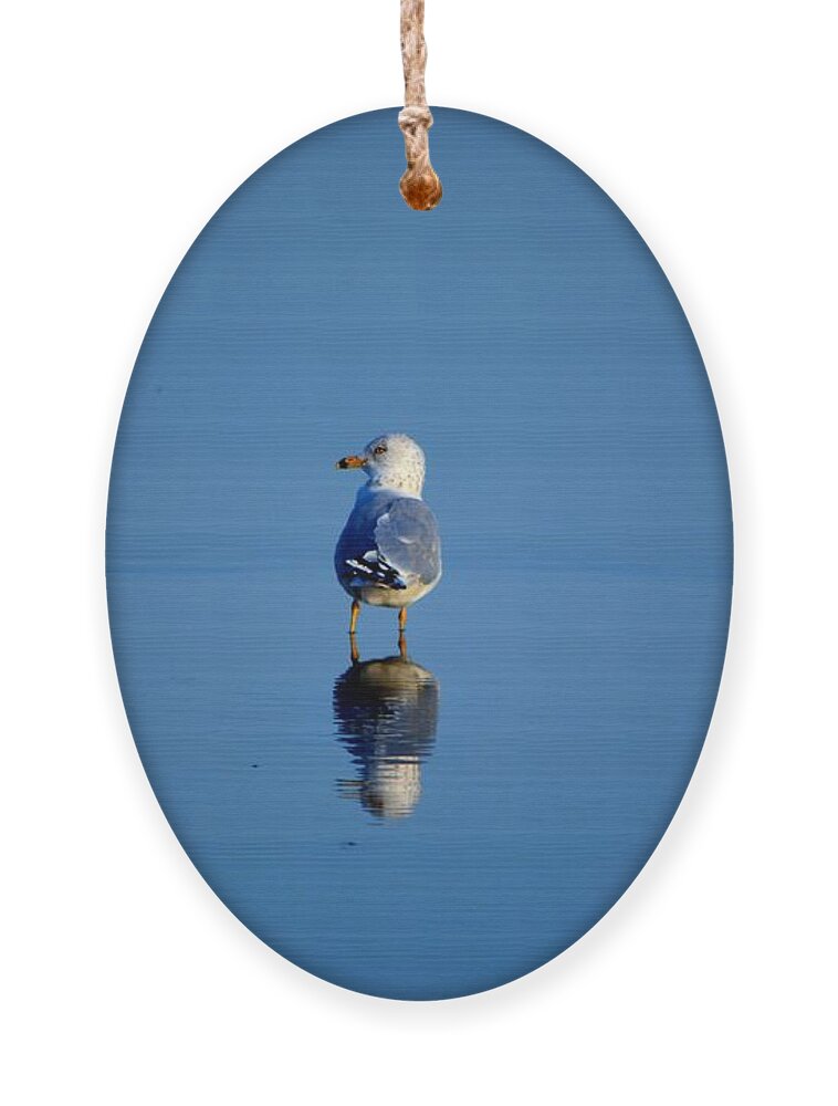 Seagull Ornament featuring the photograph Tan Lines by Dani McEvoy