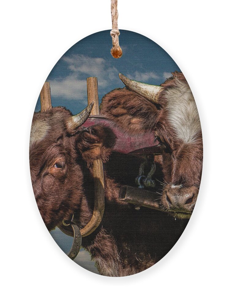 Cattle Ornament featuring the photograph Team of Oxen by Randall Nyhof