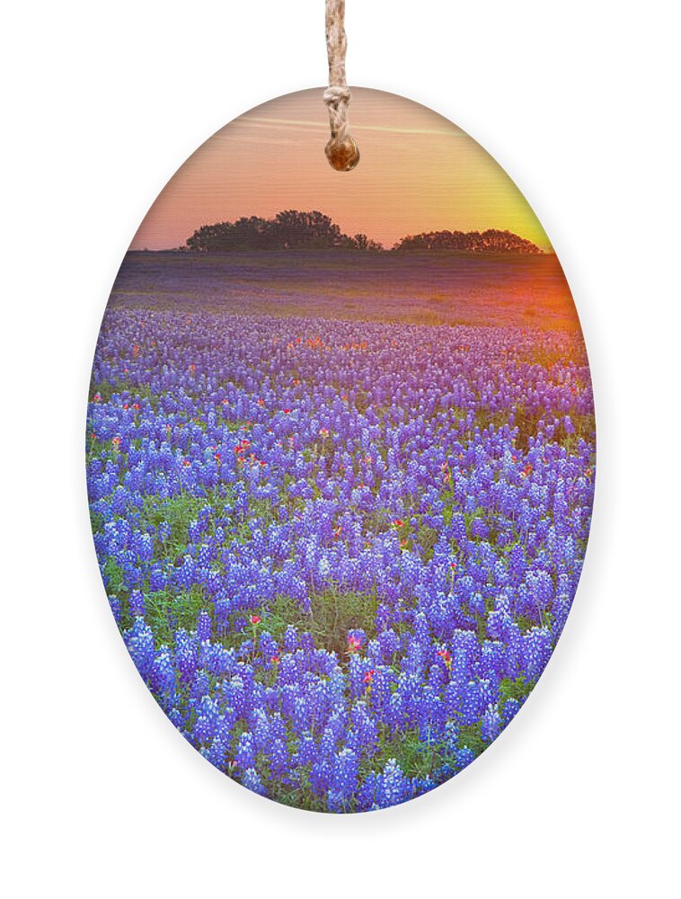 Texas Blue Bonnets Ornament featuring the photograph Texas bluebonnets by Keith Kapple