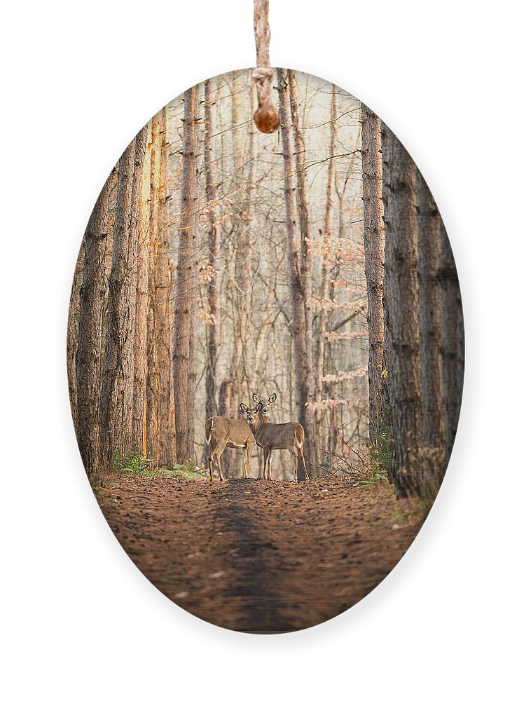 Deer Ornament featuring the photograph The Gift by Everet Regal